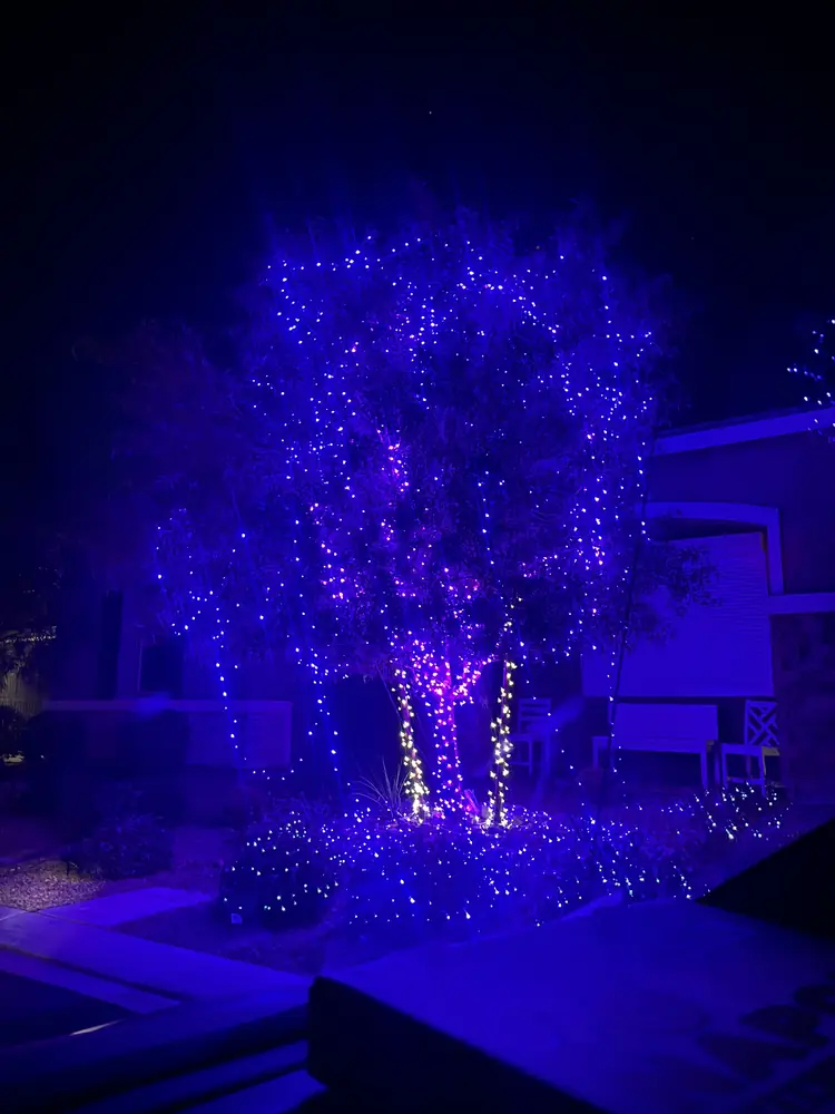 Front-yard tree wrapped in blue and purple holiday string lights, Las Vegas